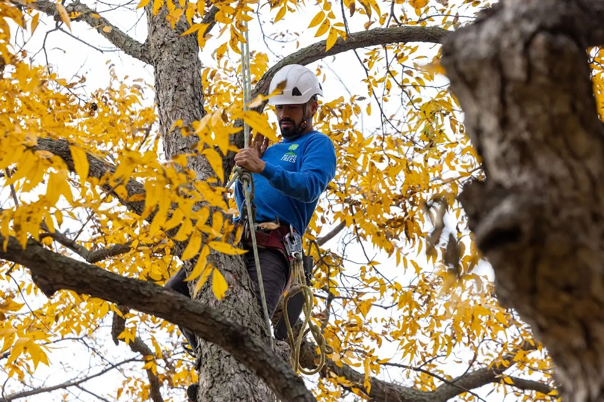 Skilled Tree Pruning crew working in Elk City